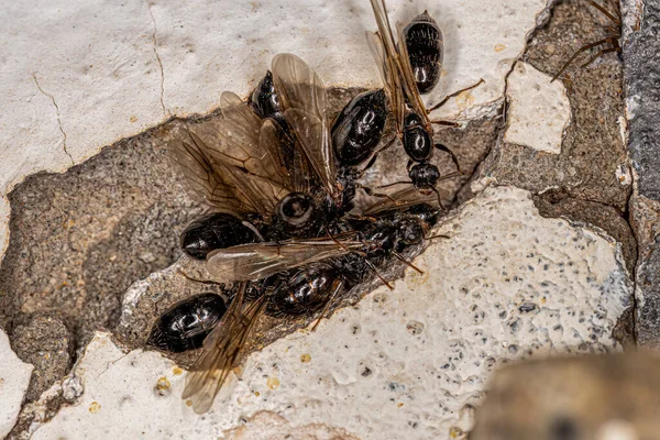 Adult Female Cocktail Ants Genus Crematogaster — Zdjęcie stockowe