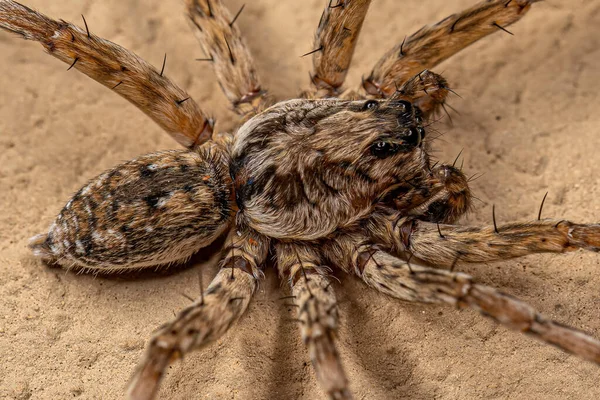 Adult Male Wolf Spider Family Lycosidae — Fotografia de Stock