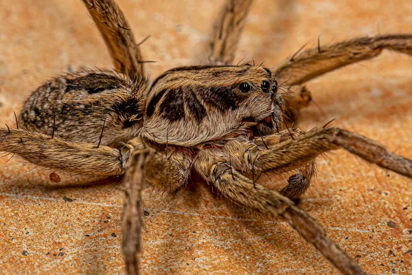 Adult Male Wolf Spider Family Lycosidae — Stockfoto