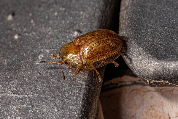 Cassidini Kabilesinin Yetişkin Kaplumbağa Böceği — Stok fotoğraf