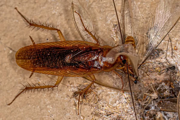 Ausgewachsene Waldschabe Aus Der Familie Der Ectobiidae Frisst Geflügelte Termiten — Stockfoto