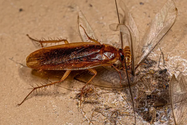 Adult Wood Kackerlacka Familjen Ectobiidae Äta Bevingad Termit — Stockfoto