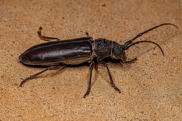 Koleoxestia Cinsinin Tipik Yetişkin Uzun Boynuzlu Böceği — Stok fotoğraf