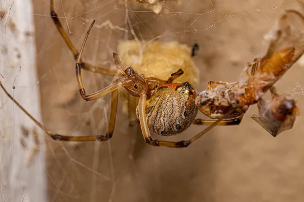 Самка Взрослого Коричневого Паука Вида Latrodehabus Geometricus — стоковое фото