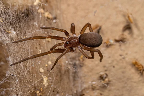 Female Southern House Spider Species Kukulcania Hibernalis — Foto de Stock