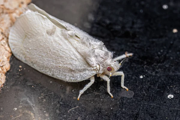 Flatidae Ailesinin Yetişkin Bitki Böceği — Stok fotoğraf