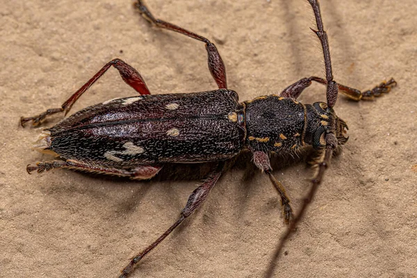 Adulto Escarabajo Longhorn Típico Especie Ambonus Interrogationis — Foto de Stock