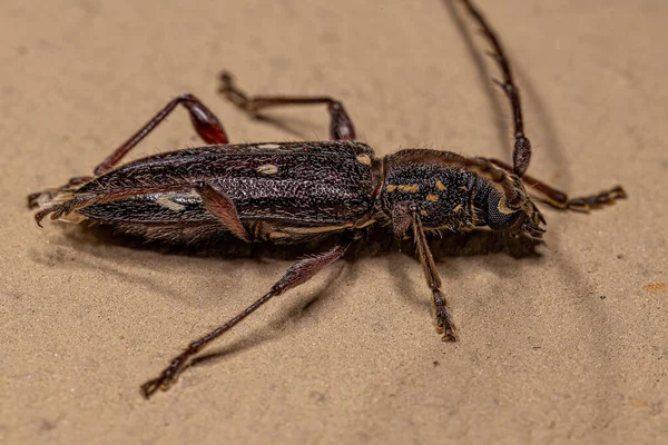 Adult Typical Longhorn Beetle Species Ambonus Interrogationis — Stock Photo, Image