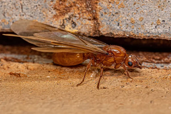Dorosła Kobieta Złodziejka Skrzydlata Królowa Mrówka Rodzaju Carebara — Zdjęcie stockowe