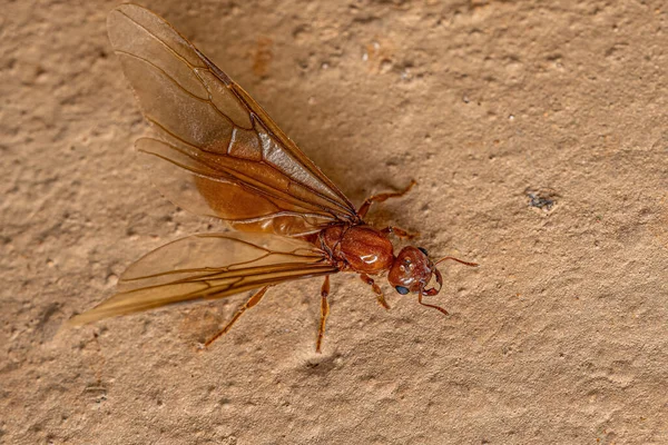 Adult Female Winged Thief Queen Ant Genus Carebara — Stock Photo, Image