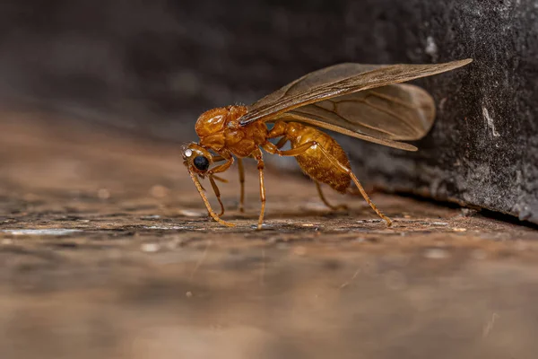 Volwassen Mannelijke Gevleugelde Dief Mier Van Het Geslacht Carebara — Stockfoto