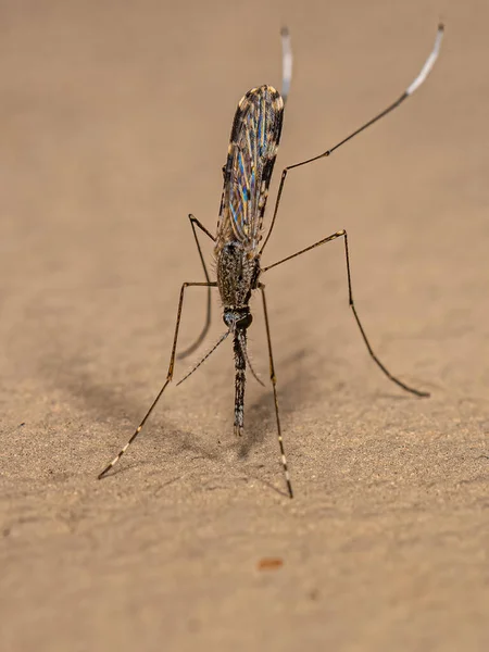 Erwachsene Malariamücke Der Art Anopheles Evansae — Stockfoto