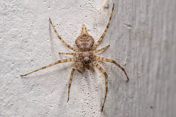 Small Longspinneret Spider Family Hersiliidae — ストック写真