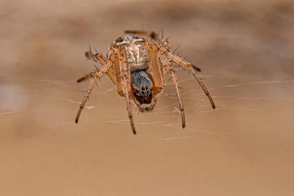 Genus Metepeira Orbweaver Spider 전형적 — 스톡 사진