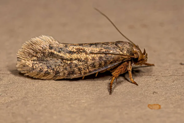 Adult Grass Tubeworm Moth Family Tineidae — Φωτογραφία Αρχείου