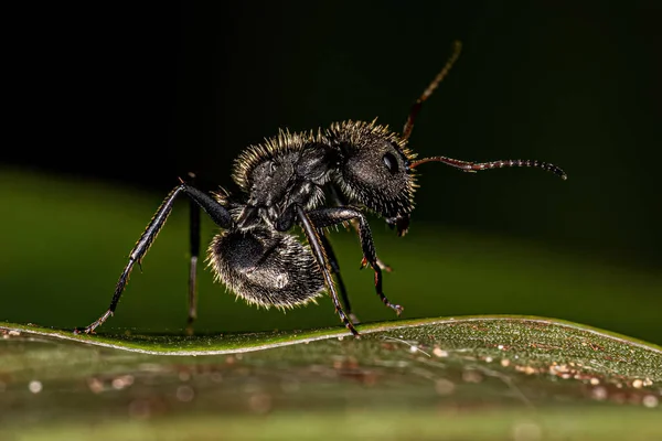 Vuxna Kvinnliga Snickare Släktet Camponotus — Stockfoto