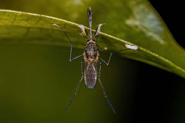 Moustique Culicine Mâle Adulte Espèce Aedes Scapularis — Photo