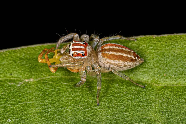 Adult Female Jumping Spider Genus Chira Preying Female Crab Spider — Stock Photo, Image