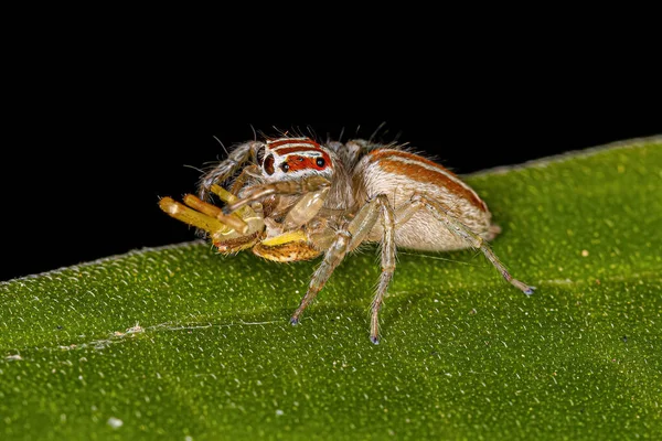 Adulto Feminino Salto Aranha Gênero Chira Presa Uma Aranha Caranguejo — Fotografia de Stock