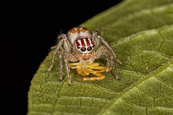 Felnőtt Nőstény Ugró Pók Chira Nemzetségből Aki Thomisidae Család Egy — Stock Fotó