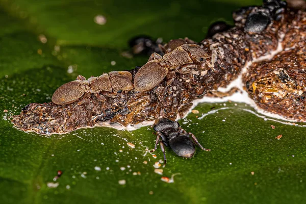 Vuxna Sköldpaddsmyror Släktet Kefaloter Som Äter Avföring Löv — Stockfoto