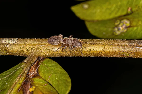 Dospělý Želví Mravenec Rodu Cefalotes — Stock fotografie