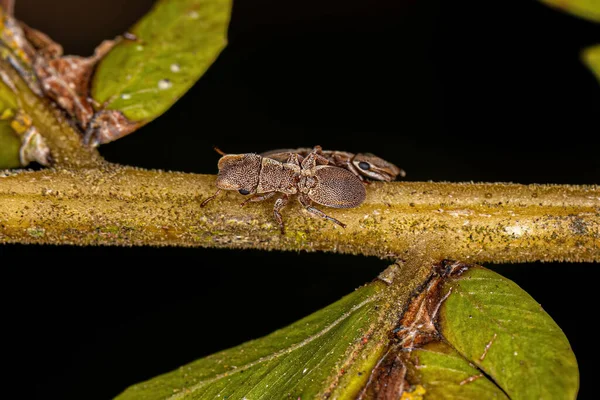 Adult Turtle Ant Genus Κεφαλωτές — Φωτογραφία Αρχείου