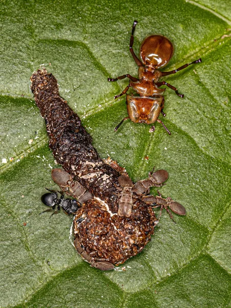 Μυρμήγκια Ενήλικων Χελωνών Του Γένους Cephalotes Που Τρώνε Περιττώματα Φύλλα — Φωτογραφία Αρχείου