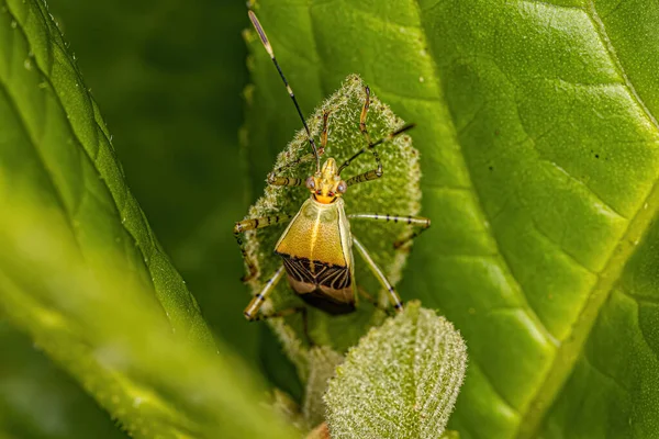 Ενηλίκων Leaf Footed Bug Species Hypselonotus Fulvus — Φωτογραφία Αρχείου