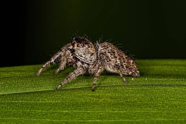 Small Jumping Spider Subtribe Dendryphantina — Stock Photo, Image