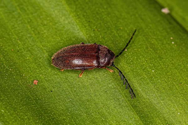 Scarabeo Alato Adulto Della Famiglia Ptilodactylidae — Foto Stock