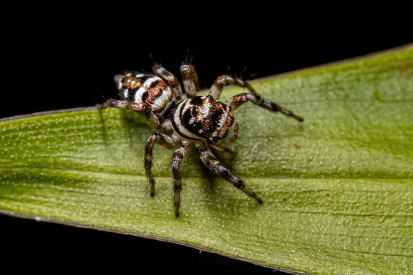 成年雌性跳跃蜘蛛的种类Philira Micans — 图库照片