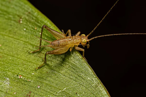 Véritable Nymphe Cricket Tribu Trigonidiini — Photo
