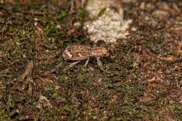 Dospělý Weevil Širokým Nosem Podčeledi Entiminae — Stock fotografie