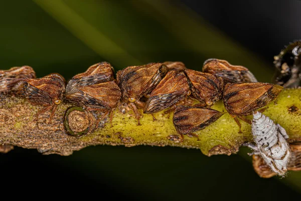 Adultos Treehoppers Típicos Familia Membracidae —  Fotos de Stock