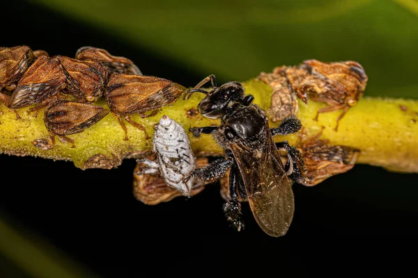 Vuxna Typiska Trädhoppare Familjen Membracidae Och Vuxen Kvinna Stingless Bee — Stockfoto