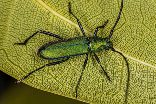 Adulto Escarabajo Longhorn Típico Del Género Chrysoprasis — Foto de Stock