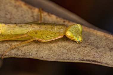 Photinaini kabilesinden Yeşil Fotoğraf Mantid Nymph