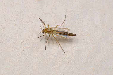 Chironomidae ailesinin ısırmayan yetişkin Midge 'i.