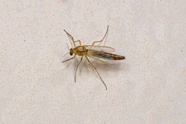 Adult Non-biting Midge of the Family Chironomidae clipart