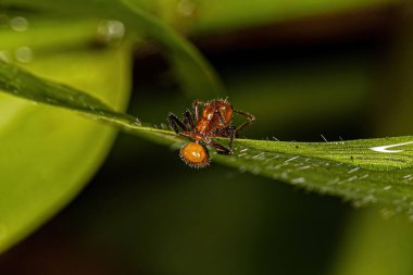 Camponotus cinsinin Yetişkin Kadın Marangozu Karınca