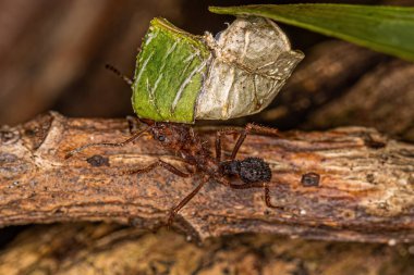 Acromyrmex Yetişkin Akromyrmex Yaprak Kesicisi Akromyrmex