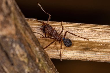 Acromyrmex Yetişkin Akromyrmex Yaprak Kesicisi Akromyrmex