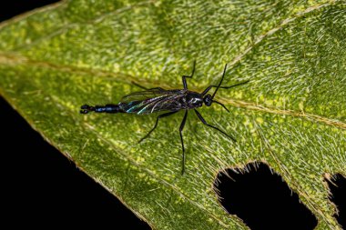 Sciaridae ailesinin Yetişkin Kara Kanatlı Mantar Gnat 'ı