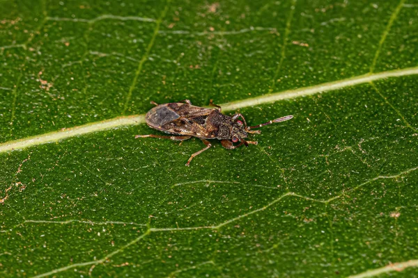 Bug Semente Cor Terra Adulto Subfamília Rhyparochrominae — Fotografia de Stock