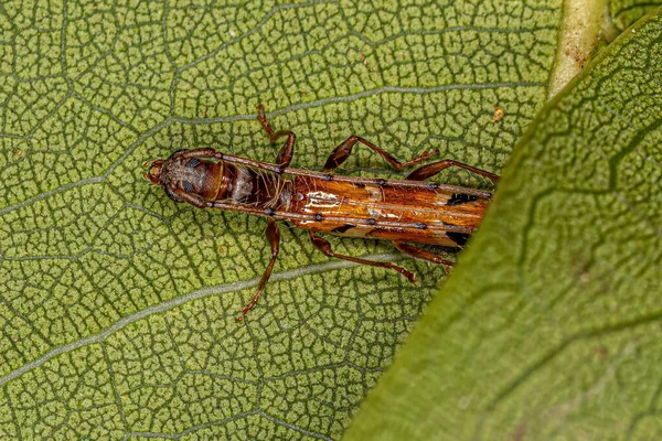 Compsa Nın Tipik Yetişkin Uzunboynuz Böceği — Stok fotoğraf