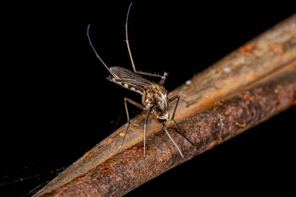 Dorosła Samica Culicine Mosquito Gatunku Aedes Scapularis — Zdjęcie stockowe