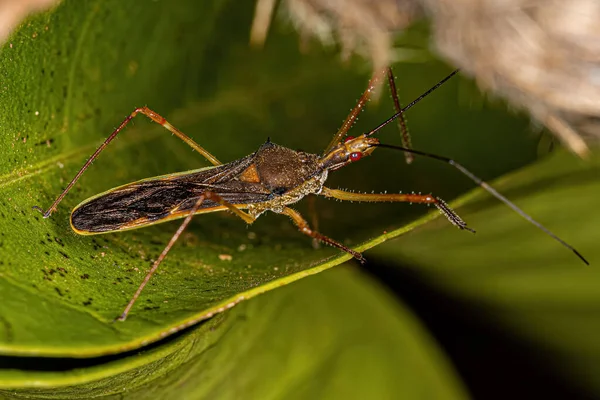 Bug Assassino Adulto Gênero Zelus — Fotografia de Stock