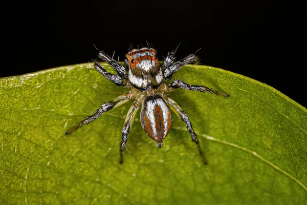 Adulto Feminino Saltando Aranha Gênero Chira — Fotografia de Stock