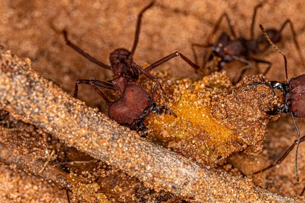 Ausgewachsene Atta Blattschneider Ameisen Der Gattung Atta Fressen Boden Liegende — Stockfoto